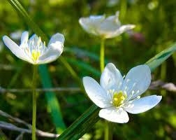 花3