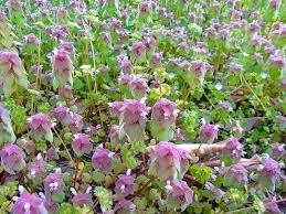 花4