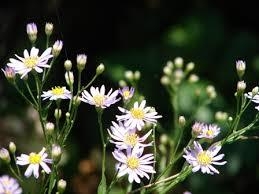 花6