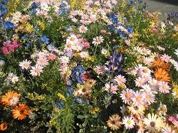 花8