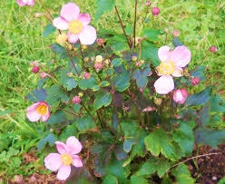 花9