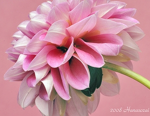 花14