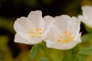 花15