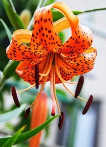 花17