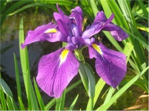花19