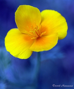 花20
