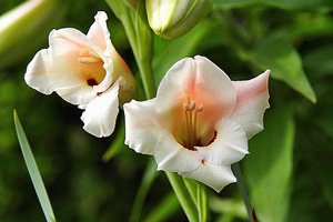 花24