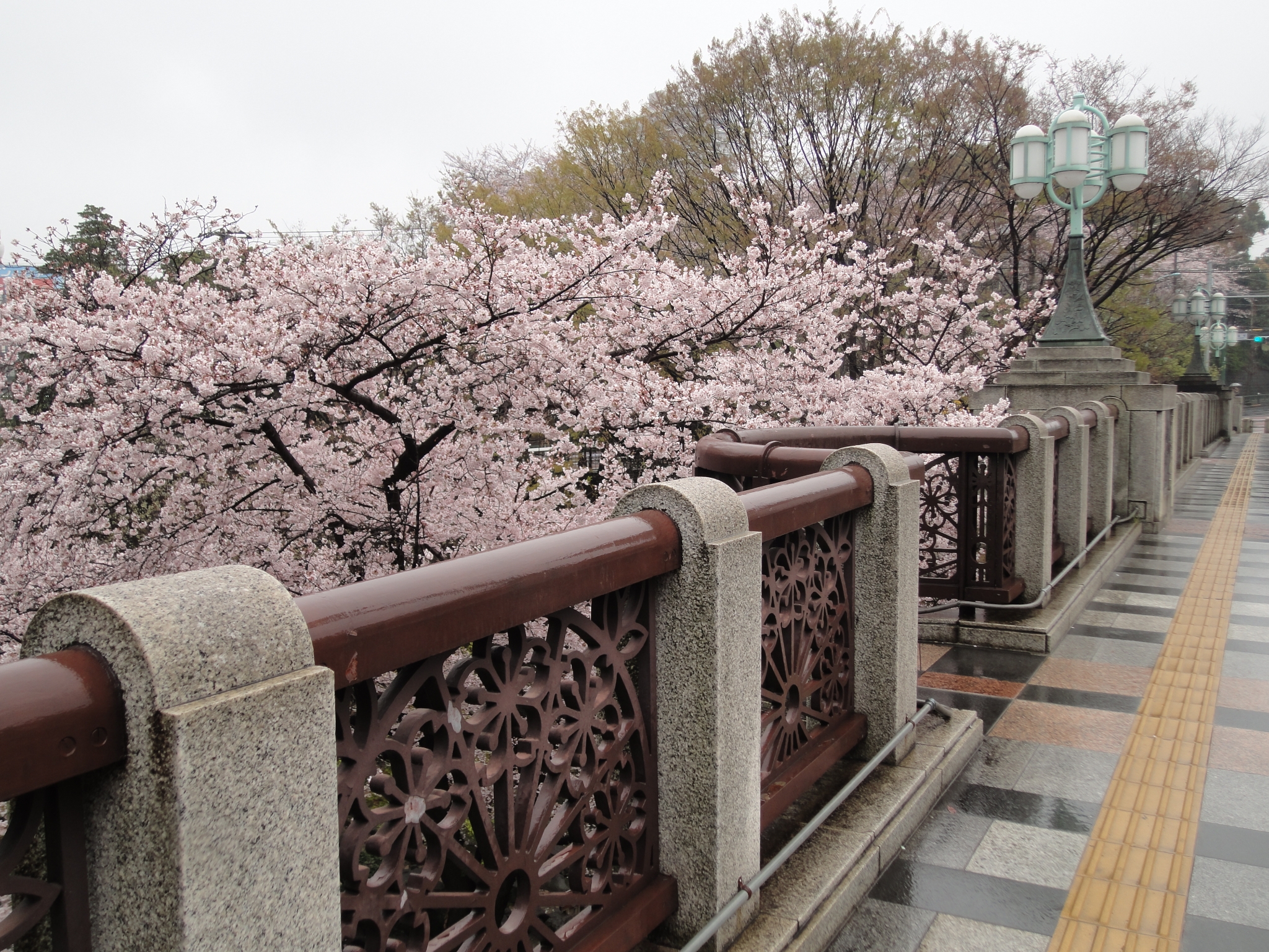 音無橋桜