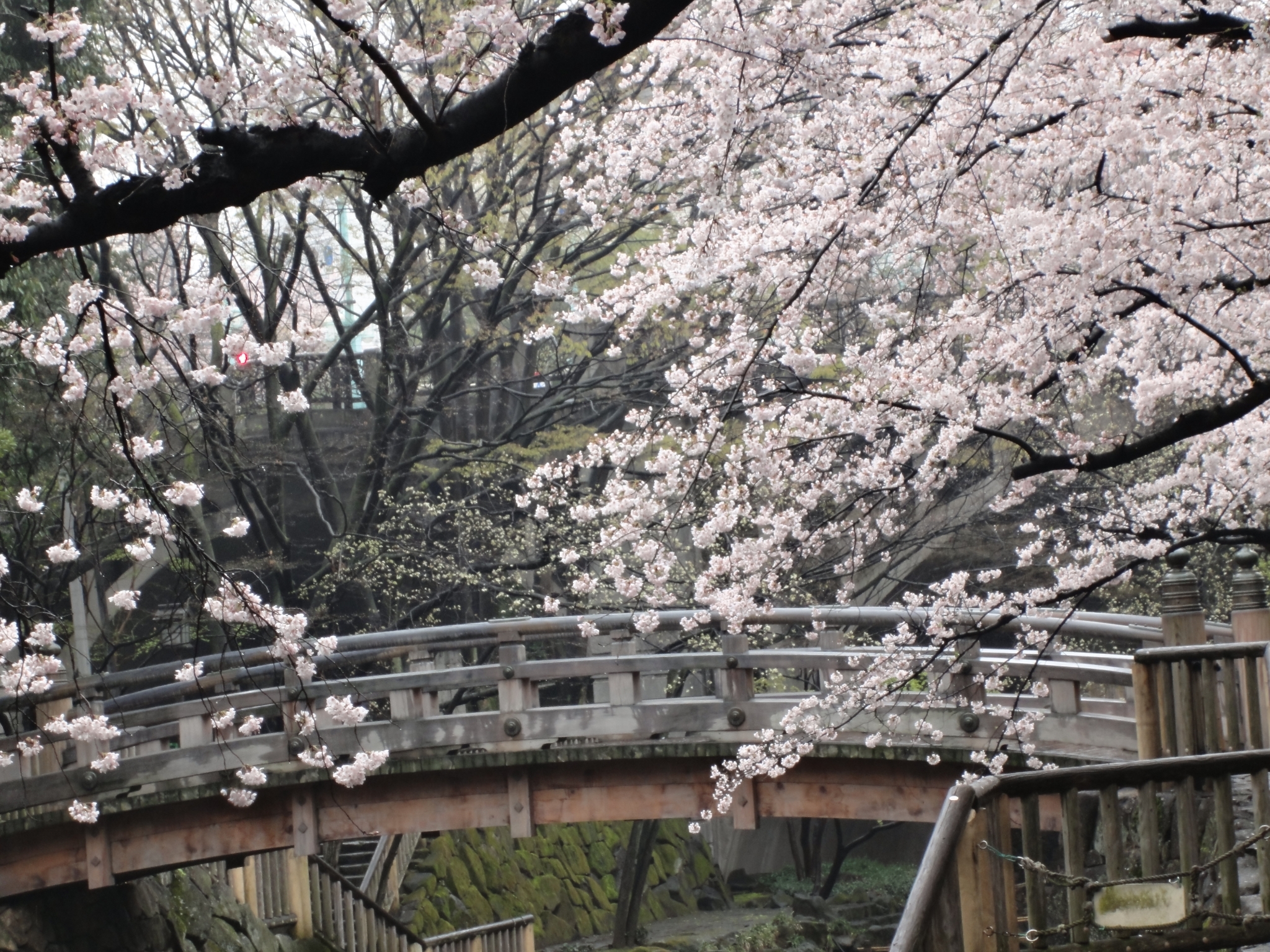 親水公園桜