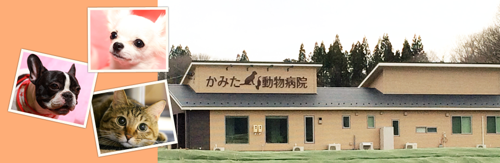 かみた動物病院