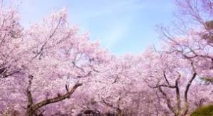 神宮司龍峰