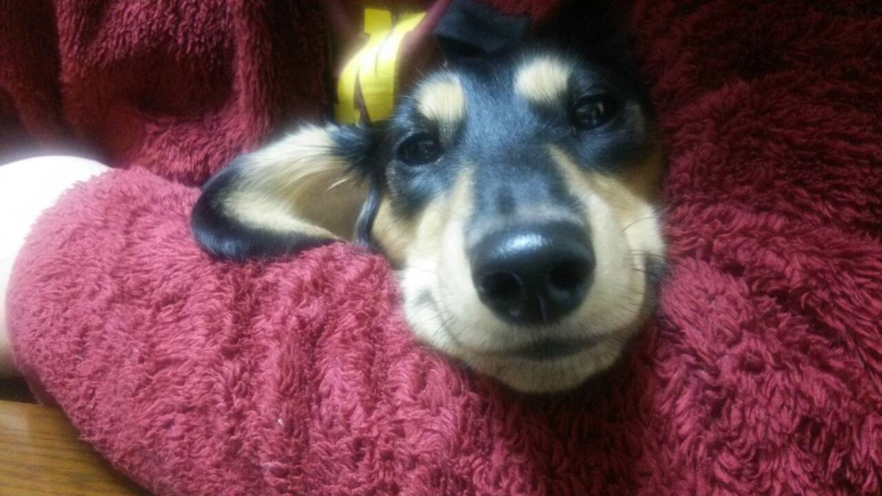 ふう腕枕