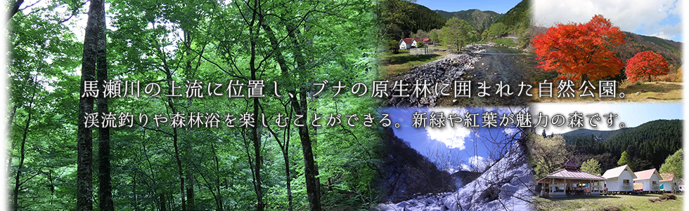 老谷の森