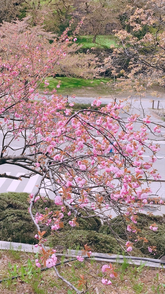 桜が咲きました