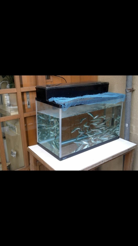 鮎が入荷しました