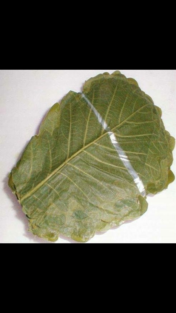 柏の葉