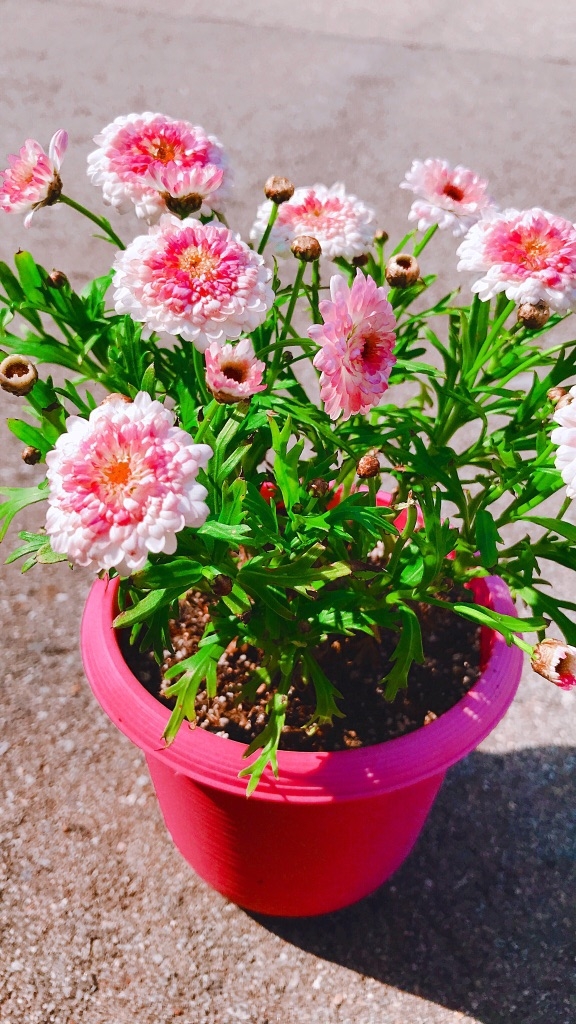 お花