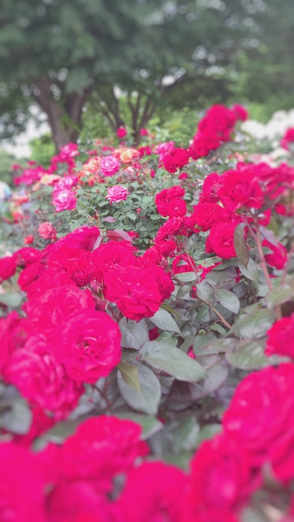 バラ園
