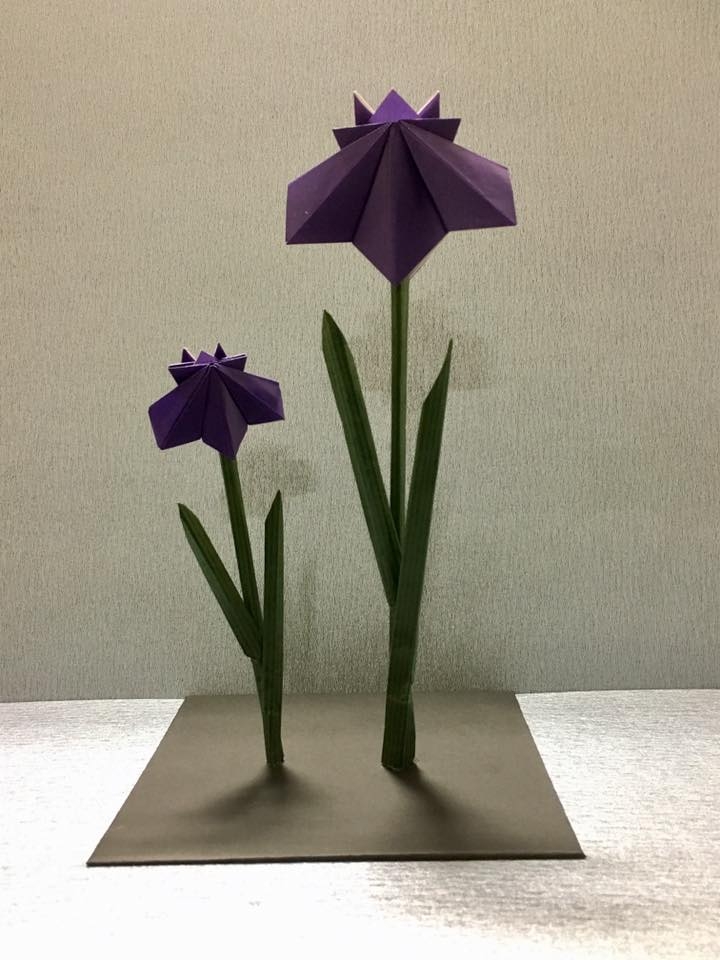 折り紙体験のお知らせです♪
「あやめ」を折ろう!