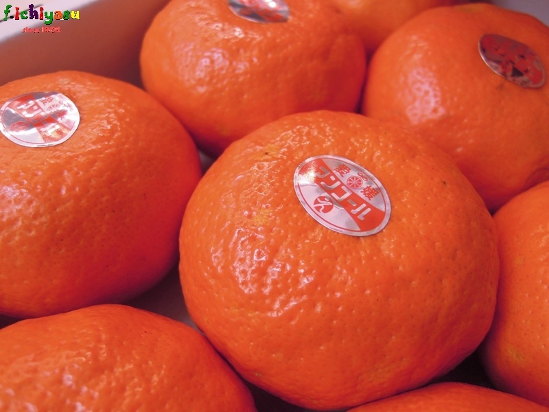 今や希少価値…?「アンコール」
Today’s Fruits ♪