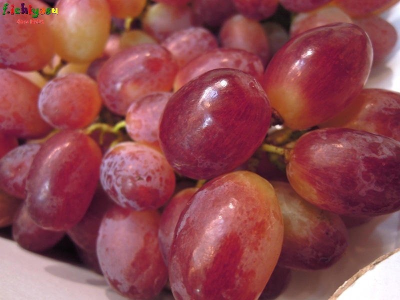 秋の味覚「甲斐路」
Today’s Fruits ♪