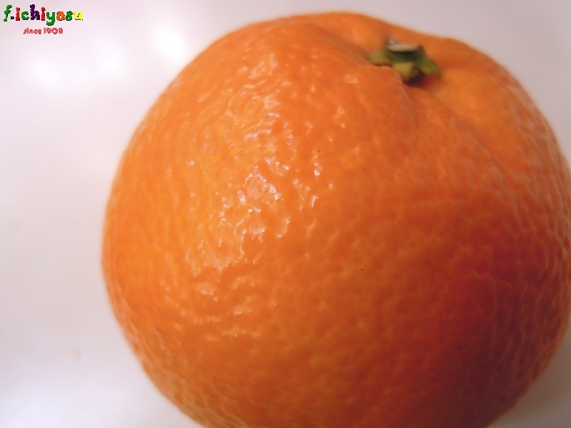 愛媛のいよかん、いい予感 ♪
Today’s Fruits ♪