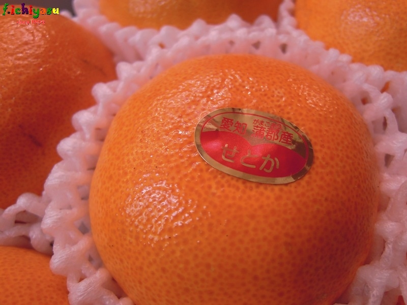 特選素材w「せとか」
Today’s Fruits ♪