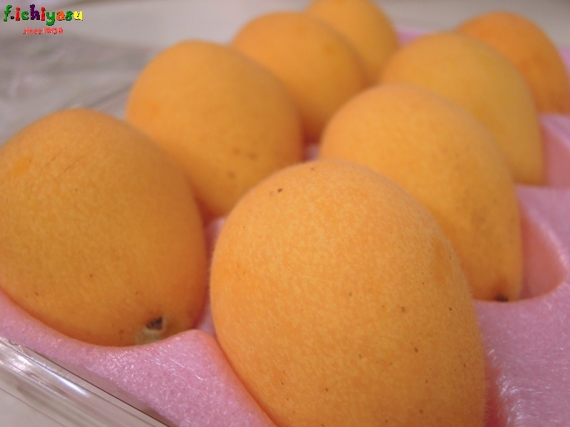 初夏の予感「茂木びわ」
Today’s Fruits ♪