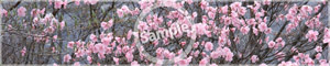 季節6_ホワイト
