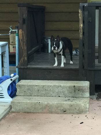 愛犬と宿泊できる 那須のプライベートドックラン付き貸別荘
