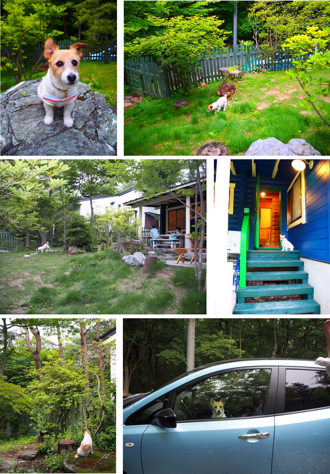 愛犬と宿泊できる 那須のプライベートドックラン付き貸別荘